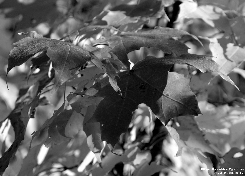 13274CrBwLeSh - Autumn colours in Rouge Valley Conservation Area